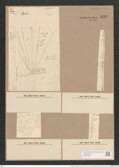 Synedra ulna var. splendens (Kuetz). Brun. (de-Toni-Nr.: Genus 66, Species 2584) Zeichnungen Sammlung Grunow Nr. 5232 (NHMW-BOT-W0373603)